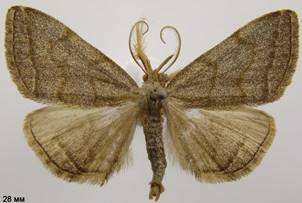 P.strigilata_2