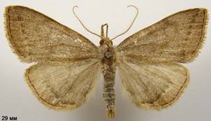P.strigilata_3