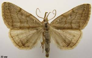P.strigilata_4