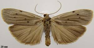 P.muscerda_1