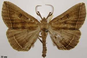 P.plumigeralis_1