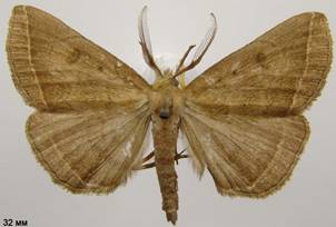 P.plumigeralis_2