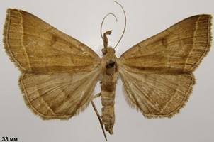 P.plumigeralis_3