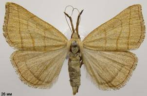 P.tentacularia_3