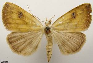 R.sericealis_2