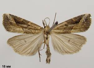 S.costaestrigalis_130