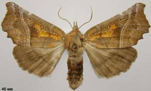 S.libatrix_1