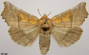 S.libatrix_2