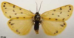 S.roscida_1