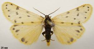 S.roscida_2