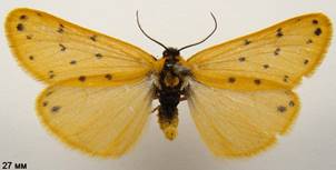S.roscida_3