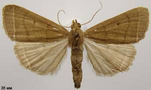 S.rectalis