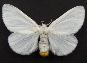 E.similis_4.