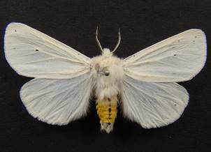 S.lubricipeda_3