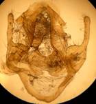 S.lubricipeda_3_gen
