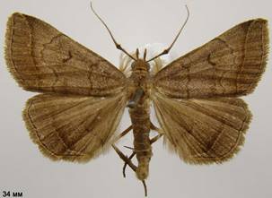 Z.lunalis_1