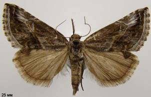 Z.antiqualis_1