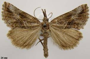 Z.antiqualis_2