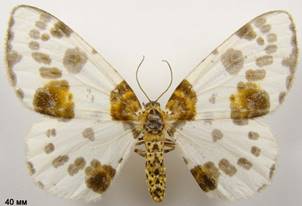 A.sylvata_2