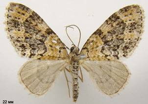 A.viretata_2