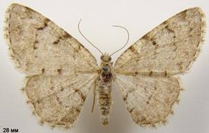 A.punctulata_1