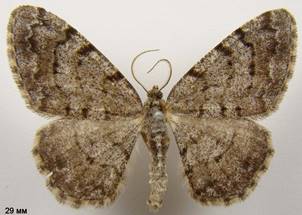A.punctulata_373