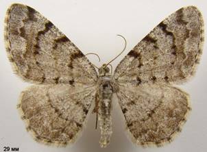 A.punctulata_374