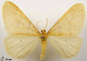 A.aurantiaria_1