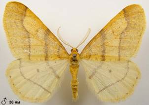 A.aurantiaria_2