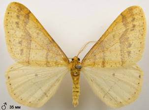 A.aurantiaria_3