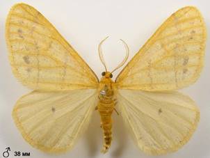 A.aurantiaria_5