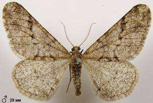 A.leucophaearia_1