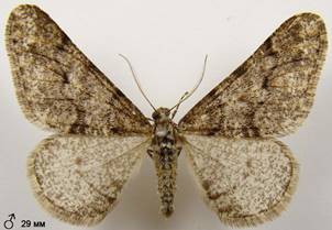 A.leucophaearia_2