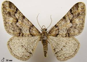 A.leucophaearia_4