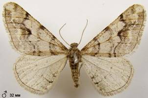 A.leucophaearia_6
