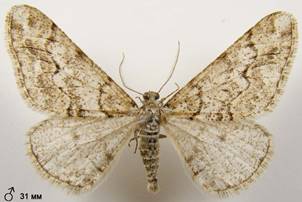 A.leucophaearia_7