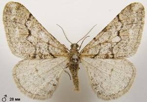 A.leucophaearia_8