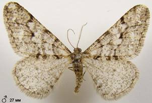 A.leucophaearia_9