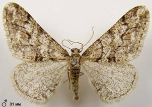 A.leucophaearia_11