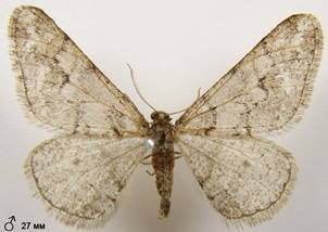 A.leucophaearia_12