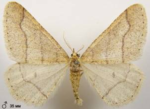 A.marginaria_1