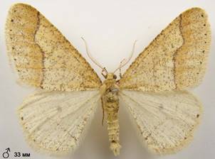A.marginaria_2
