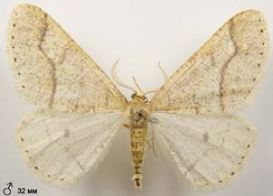 A.marginaria_3