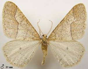 A.marginaria_4