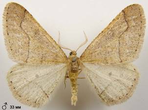A.marginaria_5