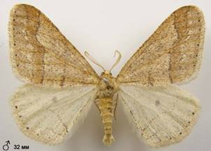 A.marginaria_6