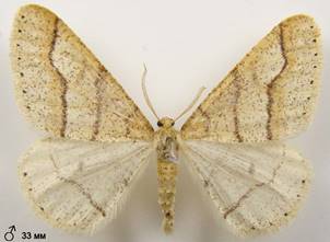 A.marginaria_8
