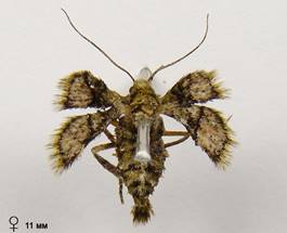 A.marginaria_334