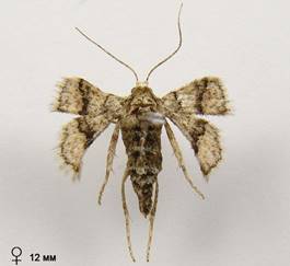 A.marginaria_335