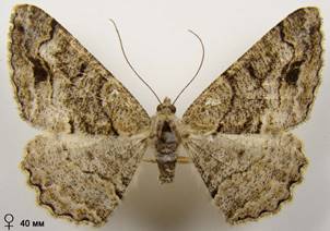 A.bastelbergeri_1